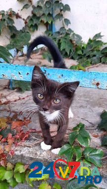 Кошка Черноморский - изображение 2