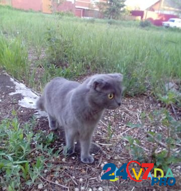 Кошечка ищет кота ) Kurgan - photo 4