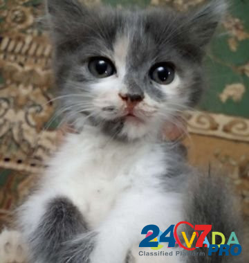 Отдаем в добрые руки котенок(девочка) Leninkent - photo 1
