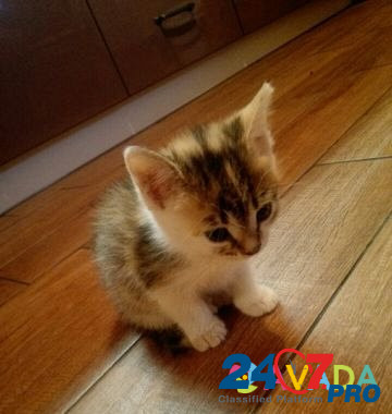Кошка Staraya Stanitsa - photo 5