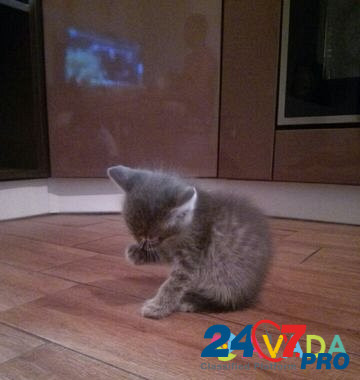 Кошка Staraya Stanitsa - photo 2