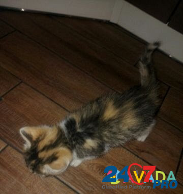 Кошка Staraya Stanitsa - photo 6