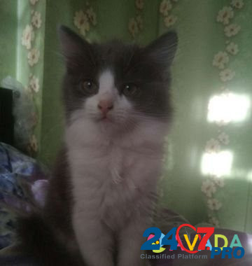 Котенок Tver - photo 2
