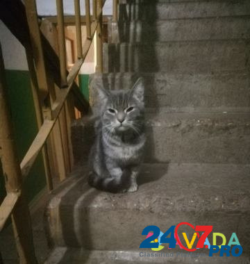 Котик Salavat - photo 2