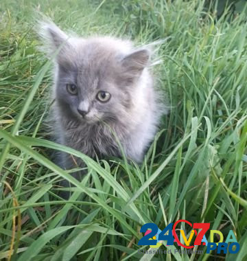 Котята Naryshkino - photo 2