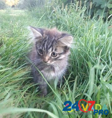 Котята Naryshkino - photo 1