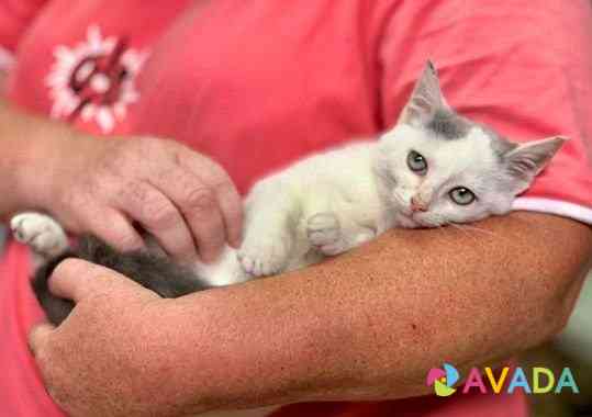 Котёнок Веня в добрые руки Simferopol