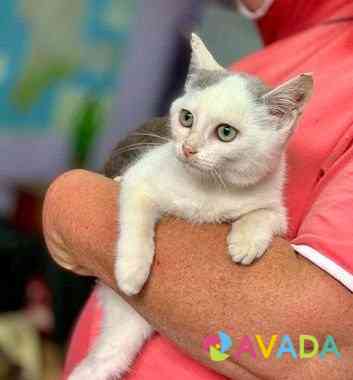 Котёнок Веня в добрые руки Simferopol