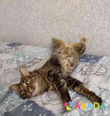 Стерелизованная домашняя кошка Астрахань