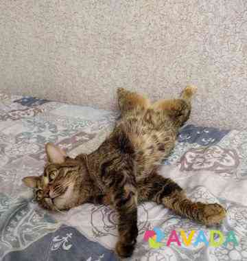 Стерелизованная домашняя кошка Astrakhan'