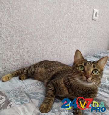 Стерелизованная домашняя кошка Astrakhan' - photo 7