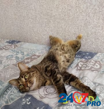 Стерелизованная домашняя кошка Astrakhan' - photo 1