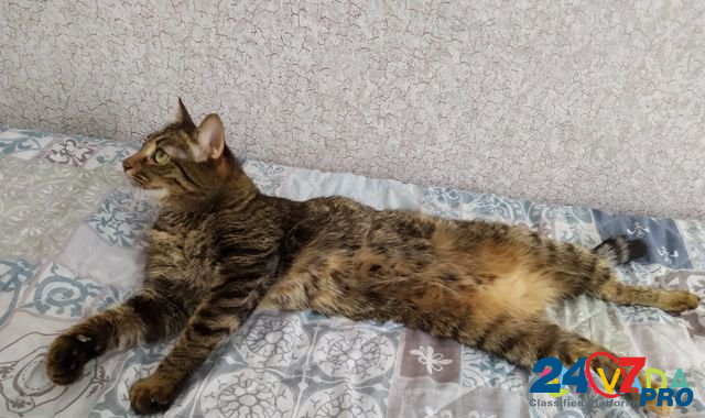 Стерелизованная домашняя кошка Astrakhan' - photo 6