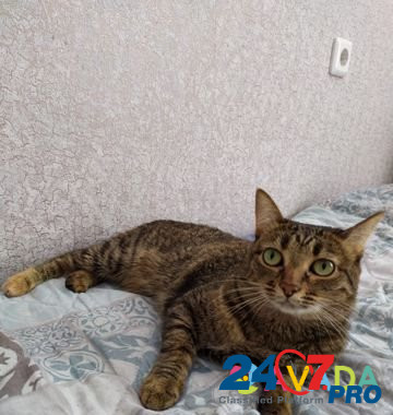 Стерелизованная домашняя кошка Astrakhan' - photo 3