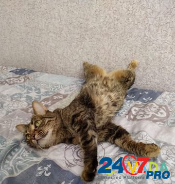 Стерелизованная домашняя кошка Astrakhan' - photo 5