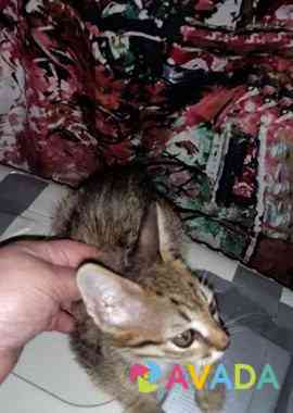 Котенок 2,5 месяца Fryazino