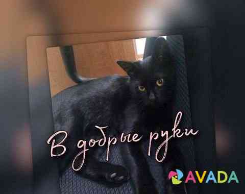 Очень ласковый котик в поисках дома Ставрополь