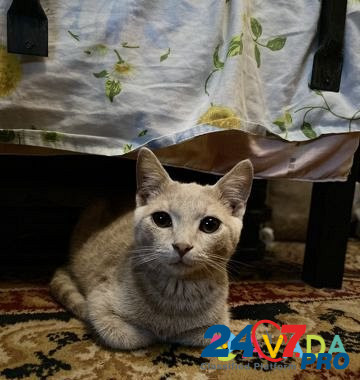 Котята Svobody - photo 4