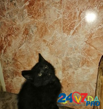 Кошка Сердобск - изображение 5