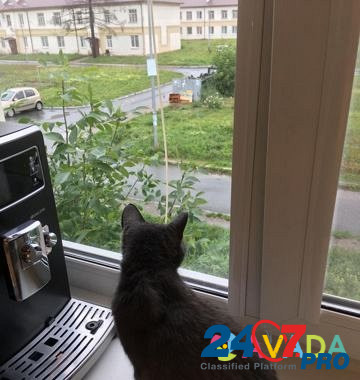 Серебристо-дымчатая кошка Verkhnyaya Pyshma - photo 2