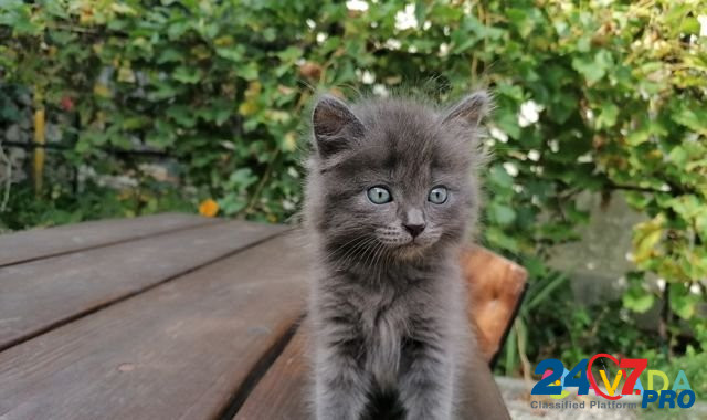 Кошка Pyatigorsk - photo 1