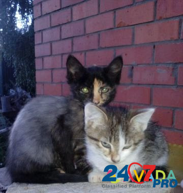Милые котята ищут добрых хозяев Yurino - photo 2