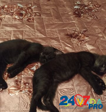 2х месячные Котята от мамы мышеловки Kurgan - photo 5