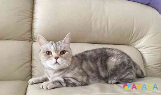 Кошка британской породы Mytishchi