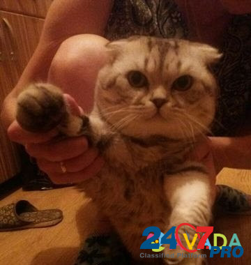 Кот на вязку Astrakhan' - photo 3