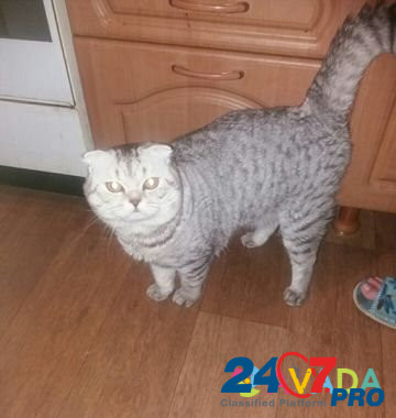 Кот на вязку Astrakhan' - photo 2