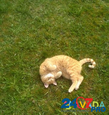 Кот рыжий, бездомный, деревенский Дмитров - изображение 2