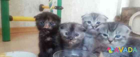 Четыре британских котенка Ryazan'