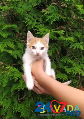 Котята в добрые руки Kozlovo - photo 4