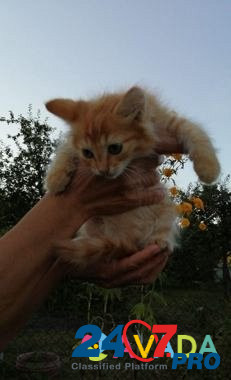 Котёнок, мальчик Dankov - photo 2