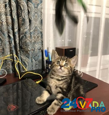 Золотой шотландский котик Vladimir - photo 1
