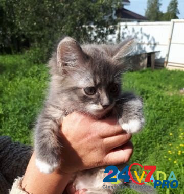 Котёнок 2 месяца, кличка Пурш Krasnyye Tkachi - photo 1