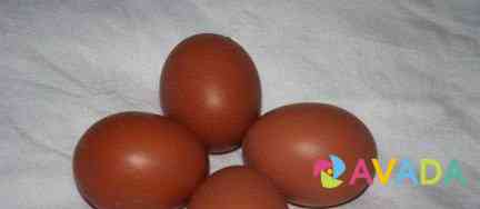 Инкубационное яйцо барневельдера и легорн долматин Novocherkassk