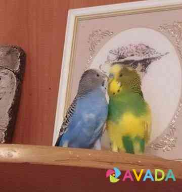 Волнистые попугаи Tol'yatti