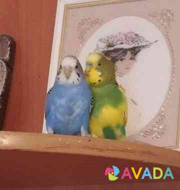Волнистые попугаи Tol'yatti