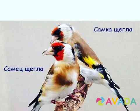 Птицы Simferopol