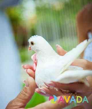 Белые голуби на свадьбу и праздник Samara