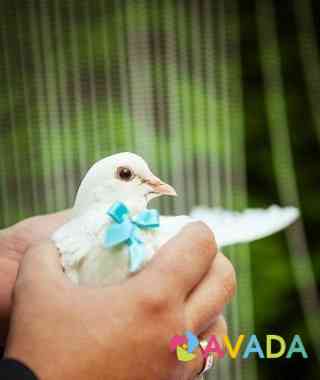 Белые голуби на свадьбу и праздник Самара