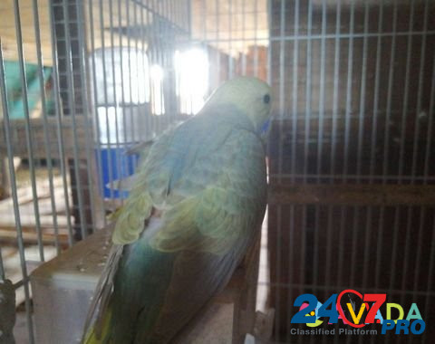 Птенцы радужных волнистых попугаев Navlya - photo 1