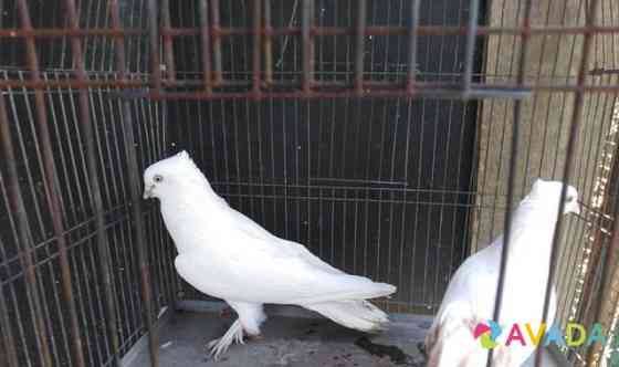 Продаю андижанских голубей Afipskiy