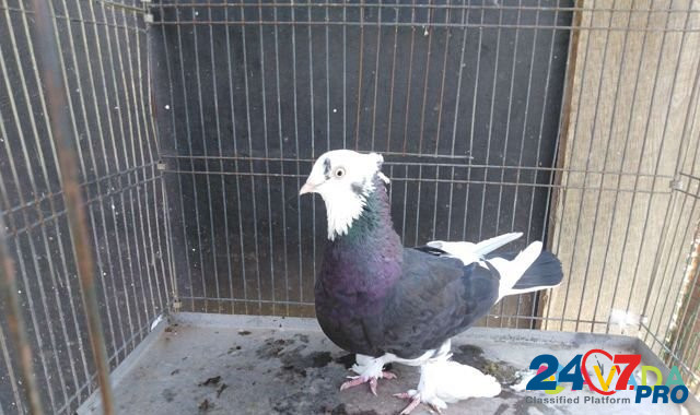 Продаю андижанских голубей Афипский - изображение 8