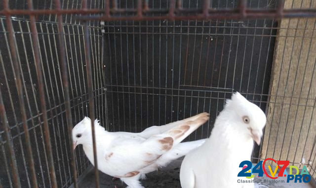 Продаю андижанских голубей Афипский - изображение 5