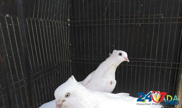 Продаю андижанских голубей Афипский - изображение 3