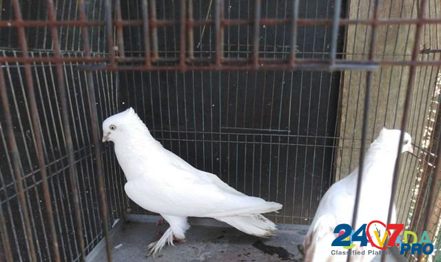 Продаю андижанских голубей Afipskiy - photo 6