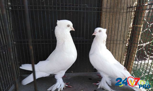 Продаю андижанских голубей Афипский - изображение 4