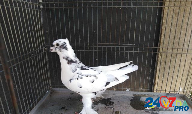 Продаю андижанских голубей Афипский - изображение 7